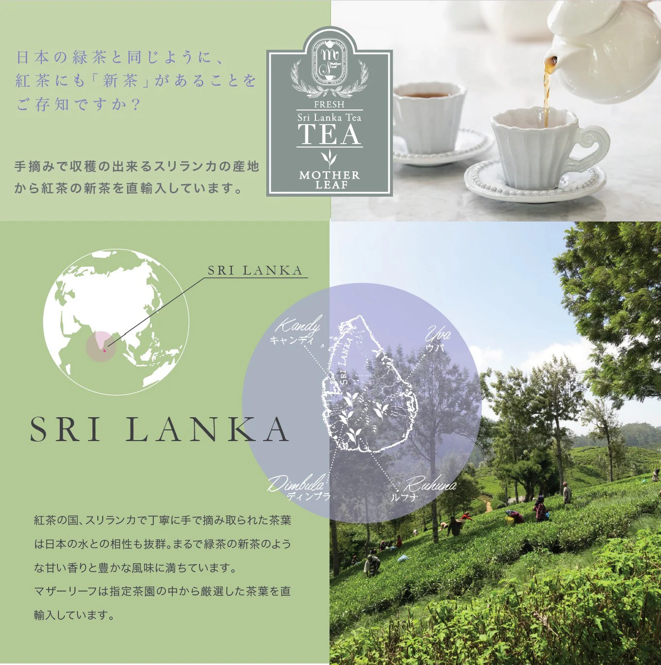 【紅茶専門店 マザーリーフ】 スリランカ産 紅茶(80g袋入り)【KANDY】キャンディ - Image 7